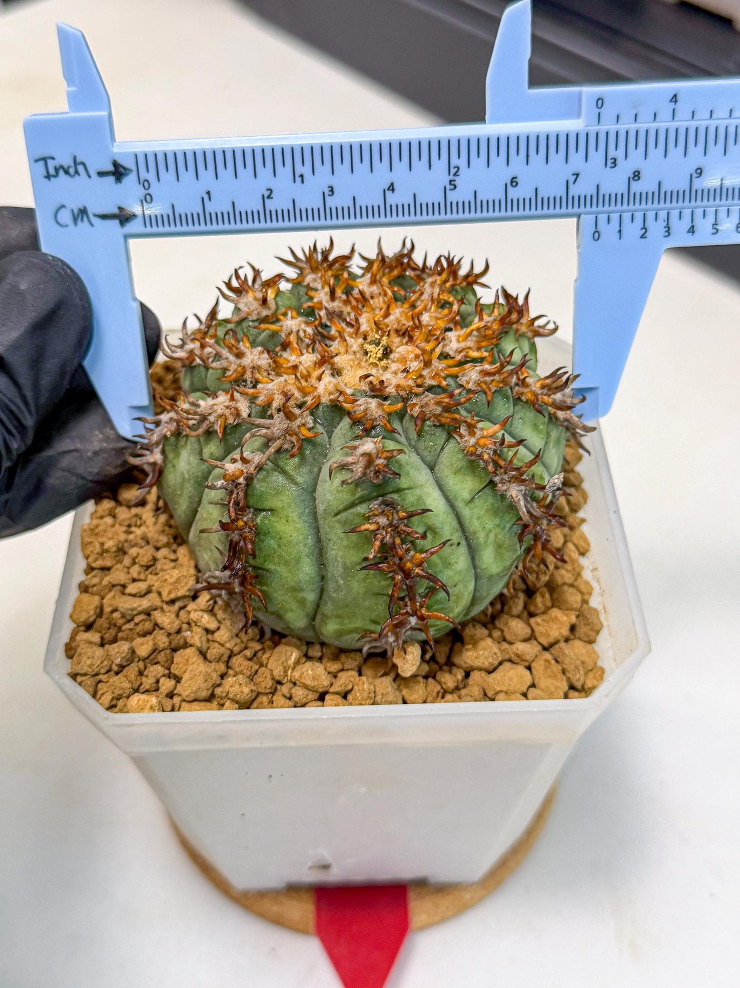 Gymnocalycium spegazzinii v.unguispinum (rr) | Imported Cactus