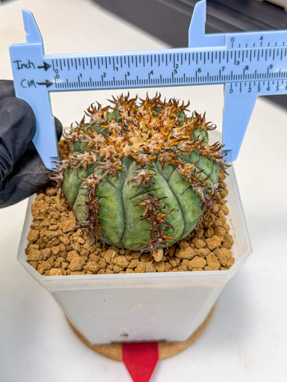 Gymnocalycium spegazzinii v.unguispinum (rr) | Imported Cactus