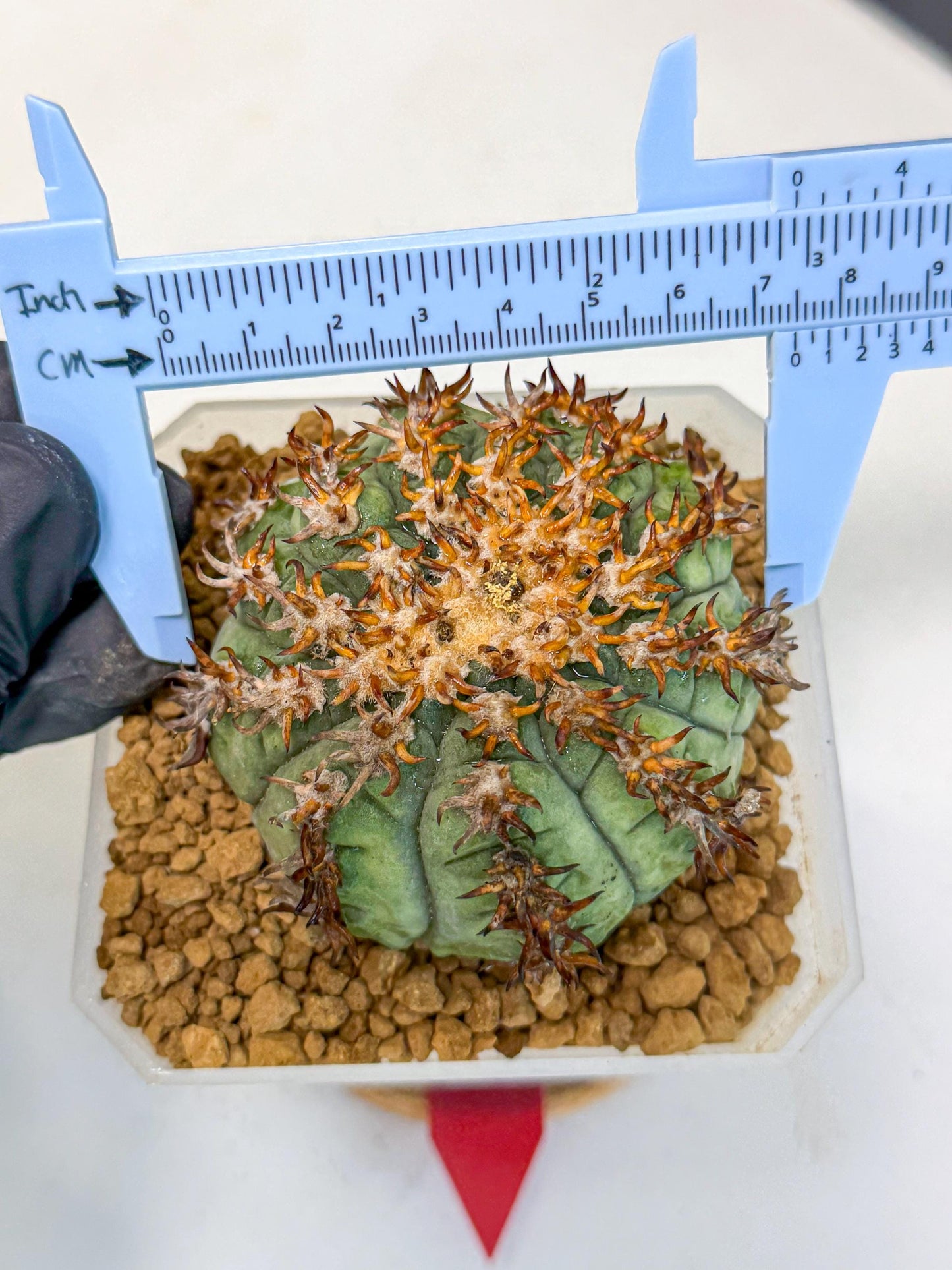 Gymnocalycium spegazzinii v.unguispinum (rr) | Imported Cactus