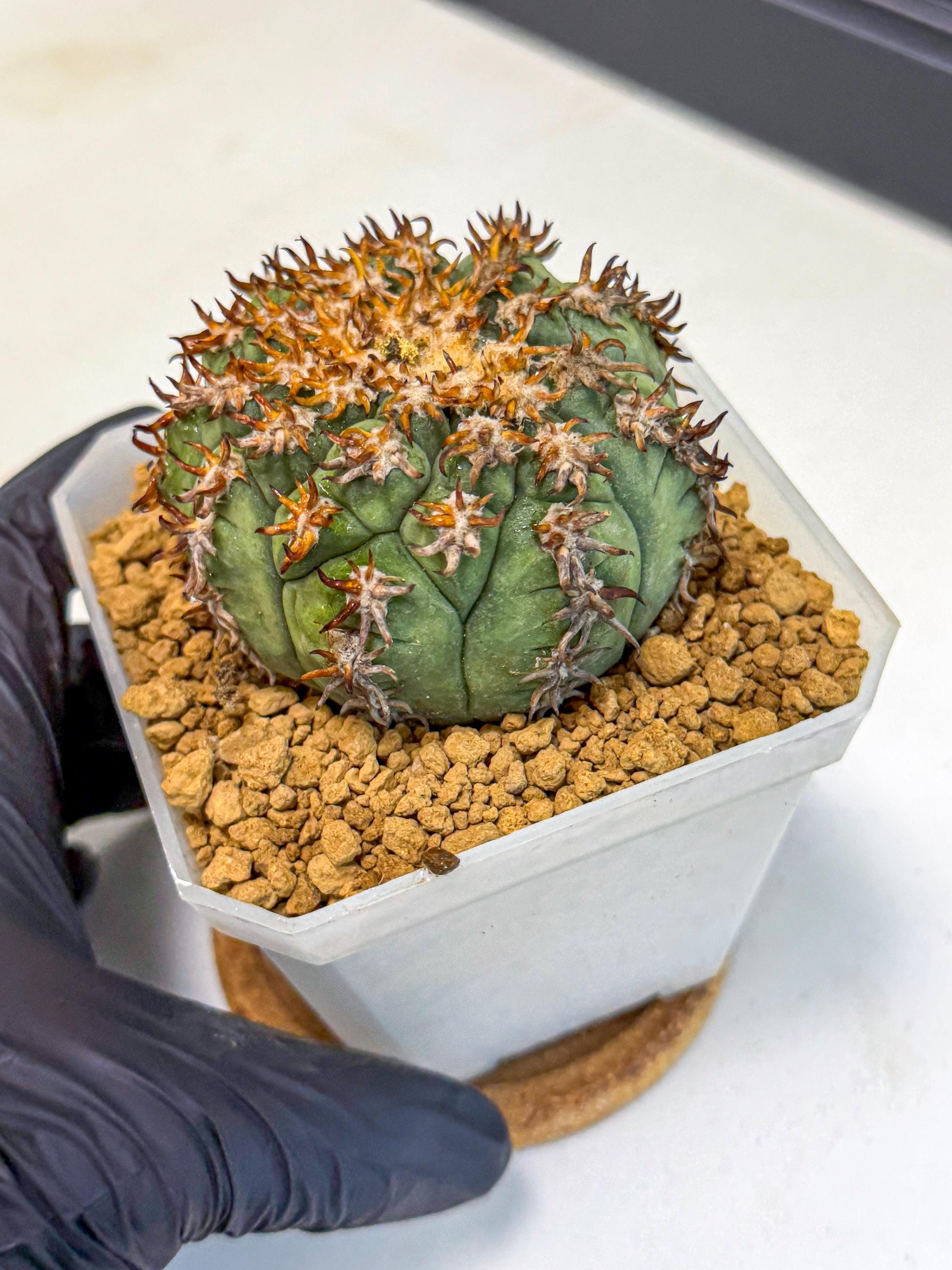 Gymnocalycium spegazzinii v.unguispinum (rr) | Imported Cactus