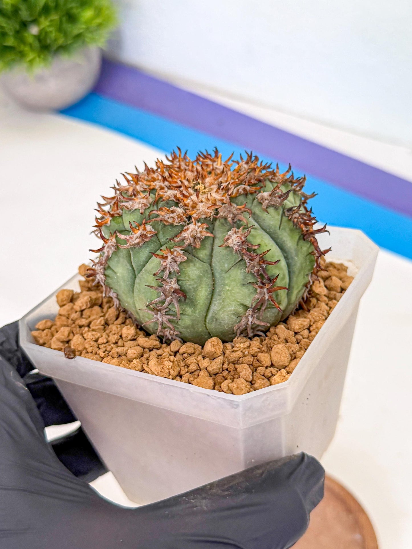 Gymnocalycium spegazzinii v.unguispinum (rr) | Imported Cactus