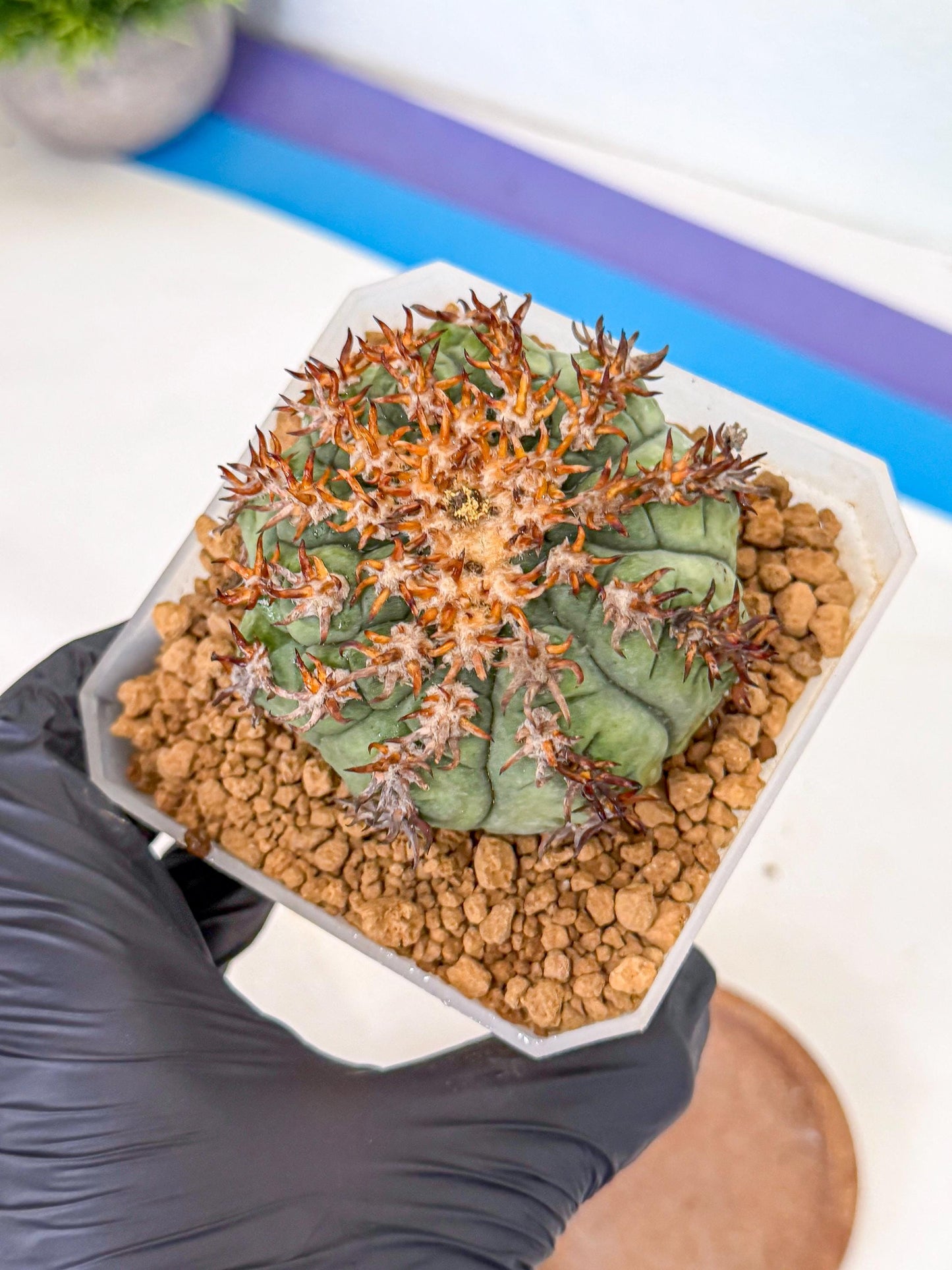 Gymnocalycium spegazzinii v.unguispinum (rr) | Imported Cactus