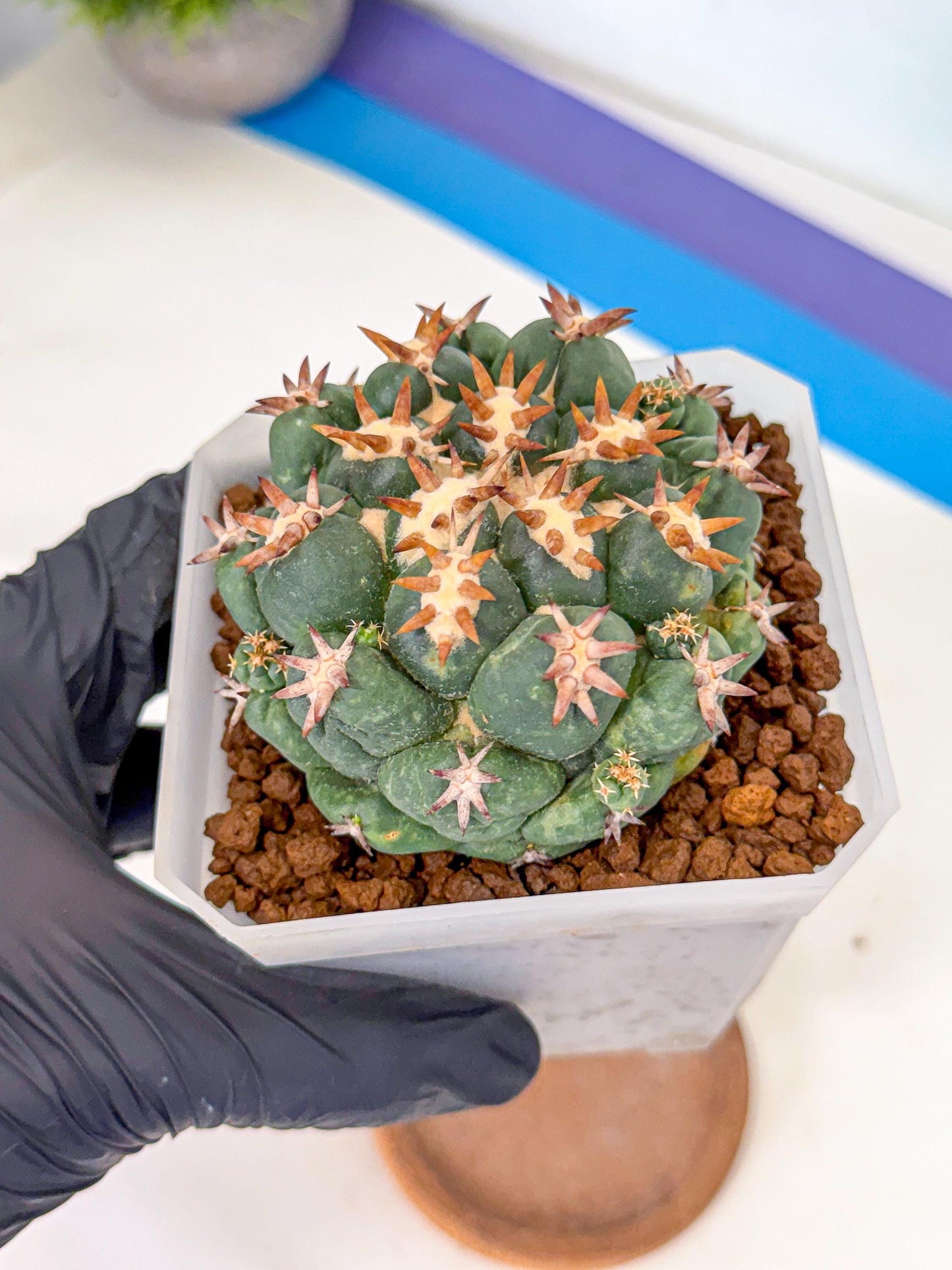 Coryphantha Tanshi (pp) | BEST to use Akadama clay to Grow