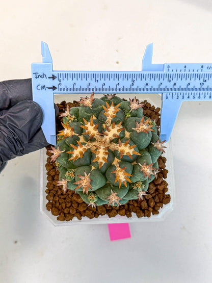 Coryphantha Tanshi (pp) | BEST to use Akadama clay to Grow