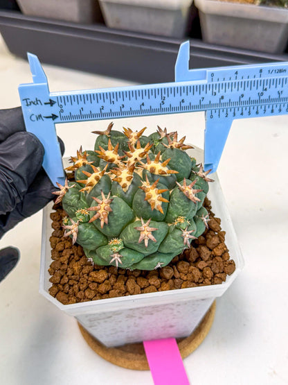 Coryphantha Tanshi (pp) | BEST to use Akadama clay to Grow