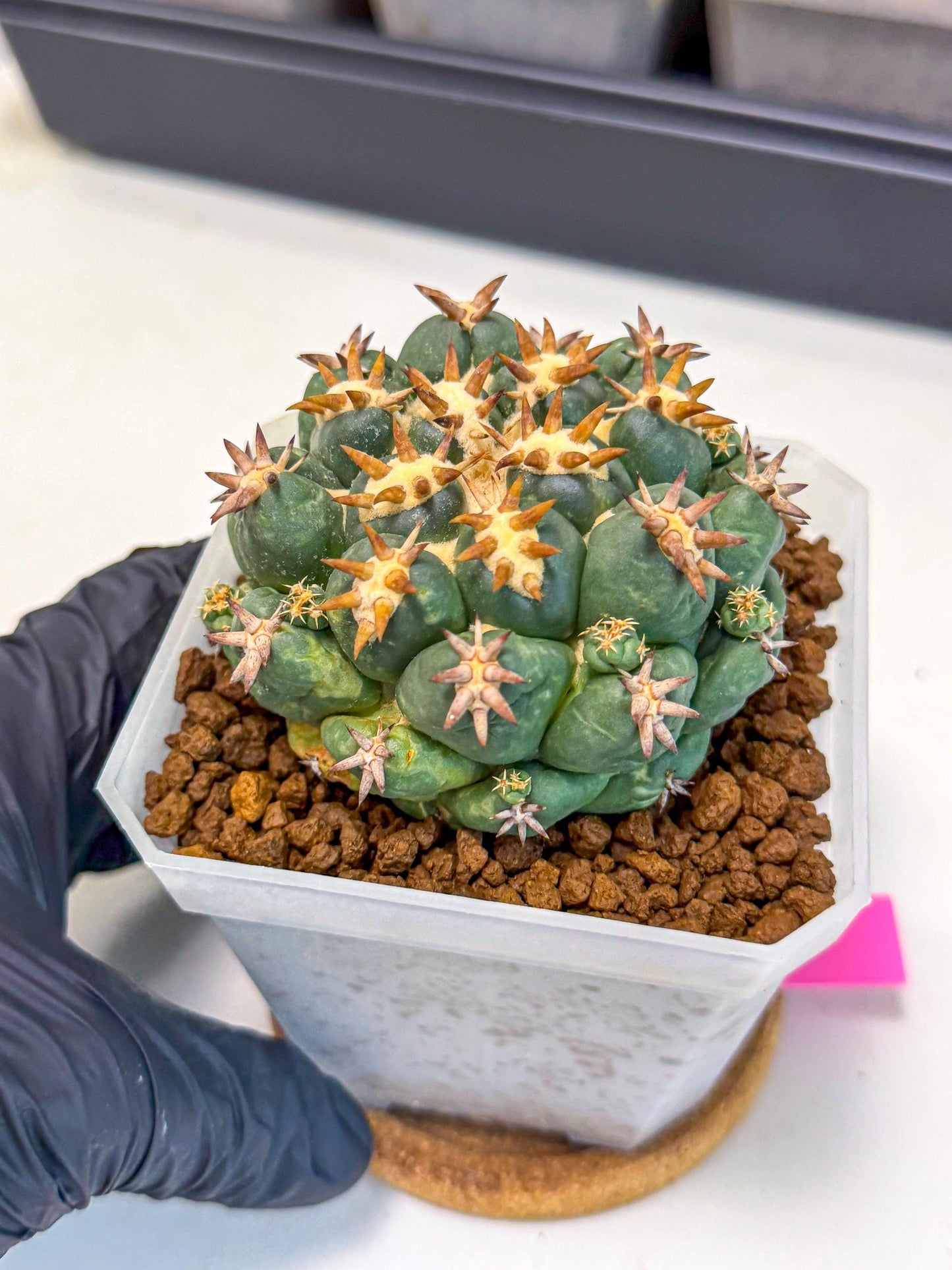 Coryphantha Tanshi (pp) | BEST to use Akadama clay to Grow