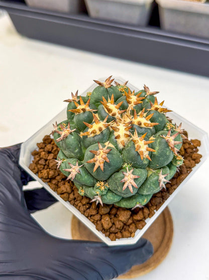 Coryphantha Tanshi (pp) | BEST to use Akadama clay to Grow