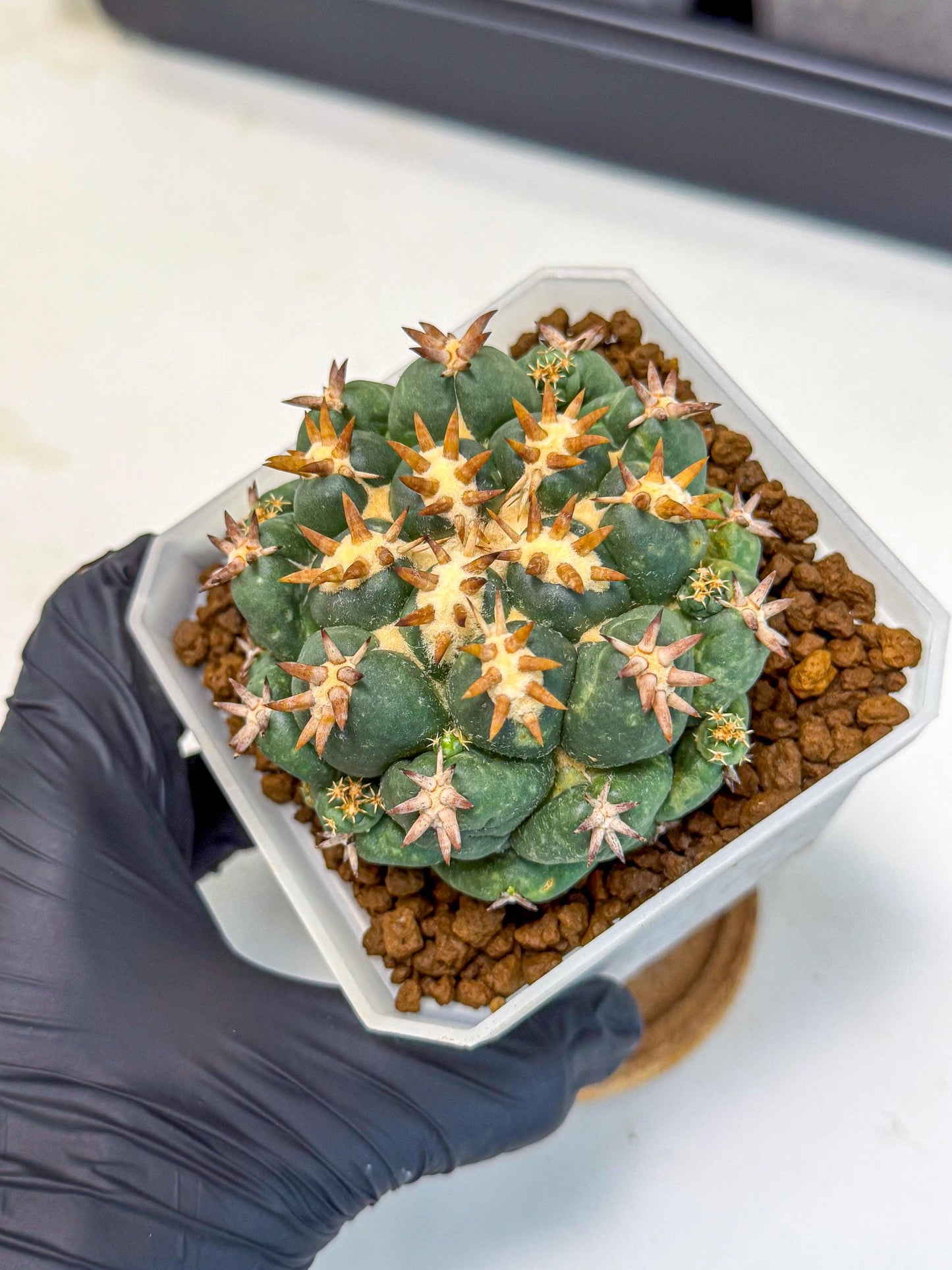 Coryphantha Tanshi (pp) | BEST to use Akadama clay to Grow