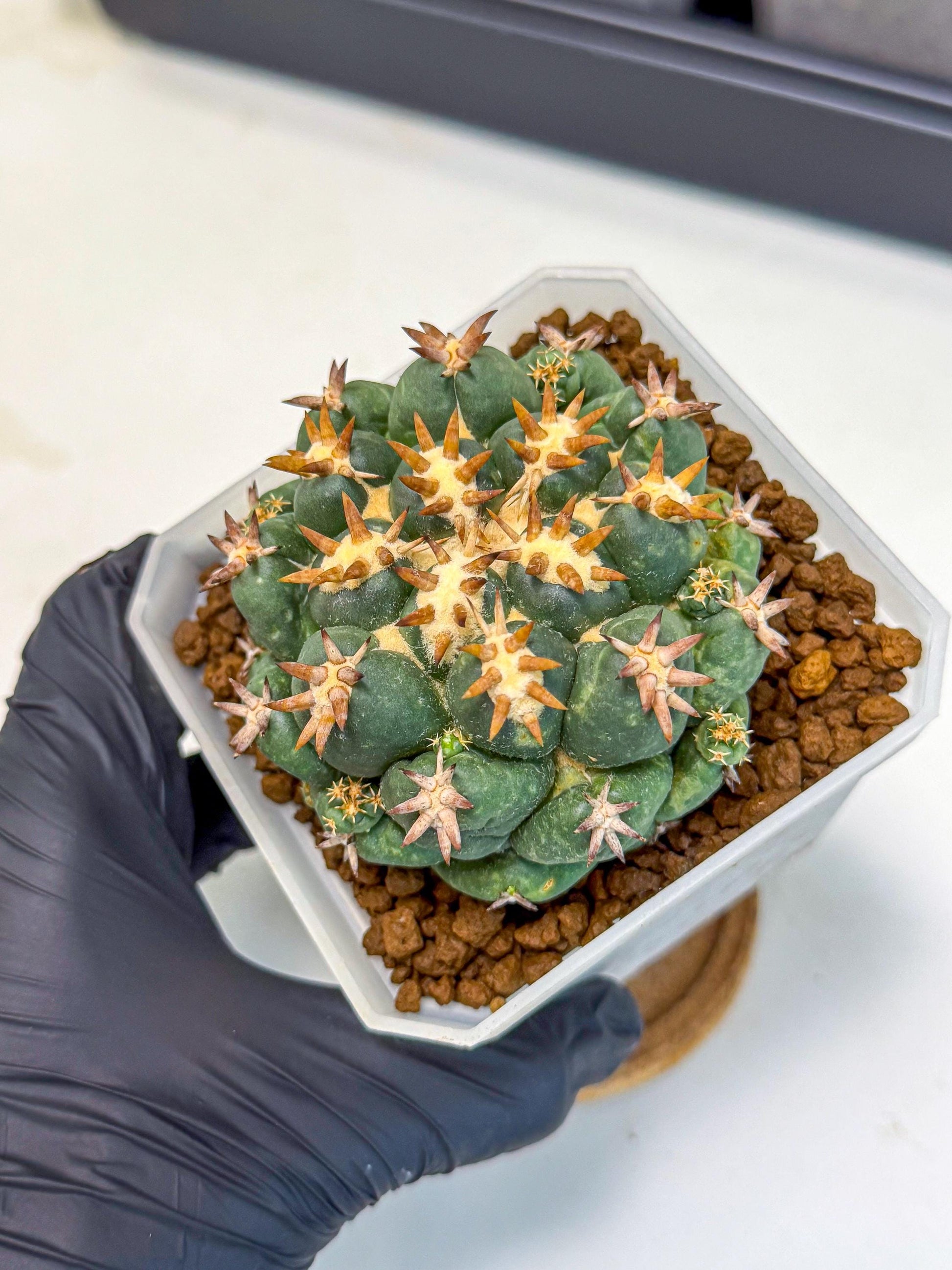 Coryphantha Tanshi (pp) | BEST to use Akadama clay to Grow