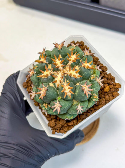 Coryphantha Tanshi (pp) | BEST to use Akadama clay to Grow
