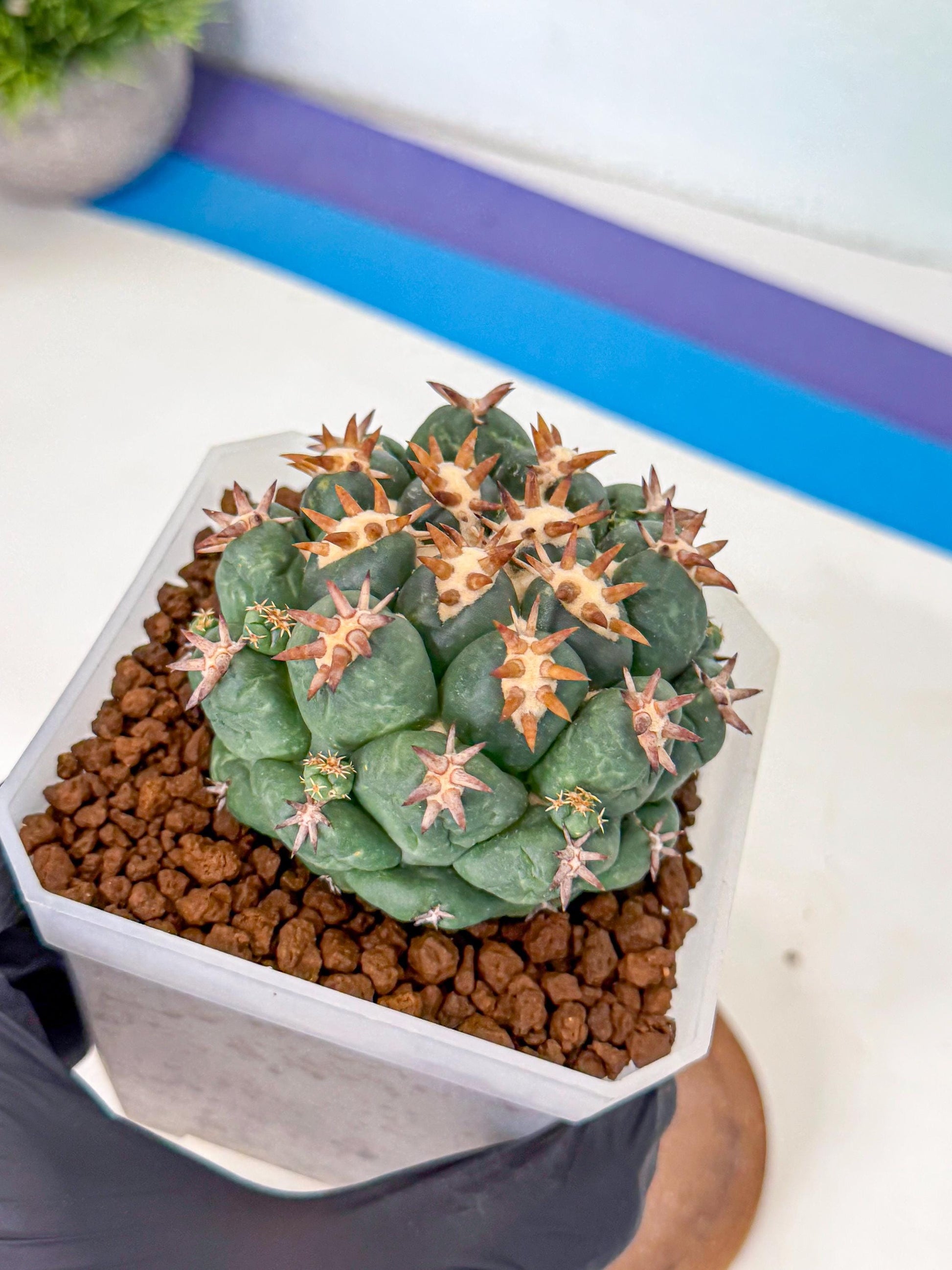 Coryphantha Tanshi (pp) | BEST to use Akadama clay to Grow
