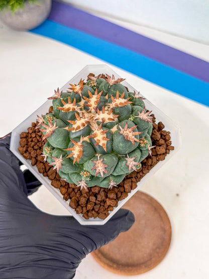 Coryphantha Tanshi (pp) | BEST to use Akadama clay to Grow