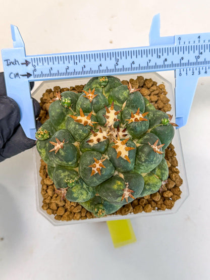 Coryphantha Tanshi (yy) | BEST to use Akadama clay to Grow