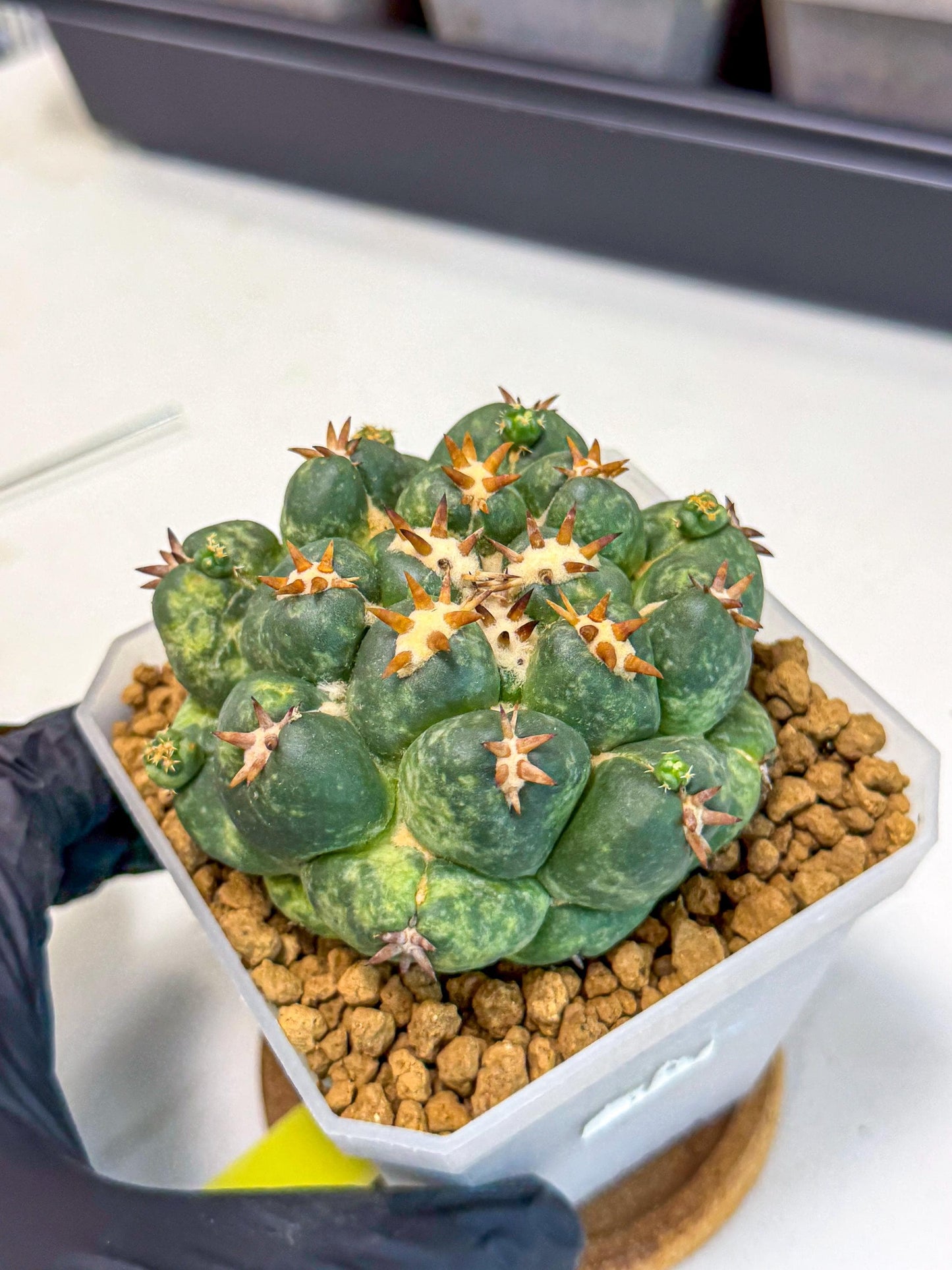 Coryphantha Tanshi (yy) | BEST to use Akadama clay to Grow