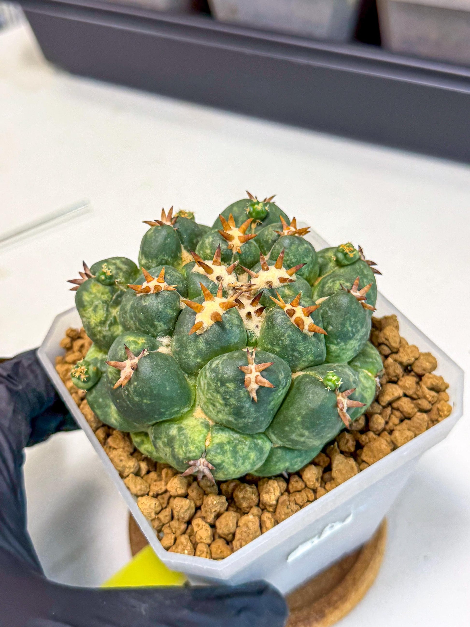 Coryphantha Tanshi (yy) | BEST to use Akadama clay to Grow