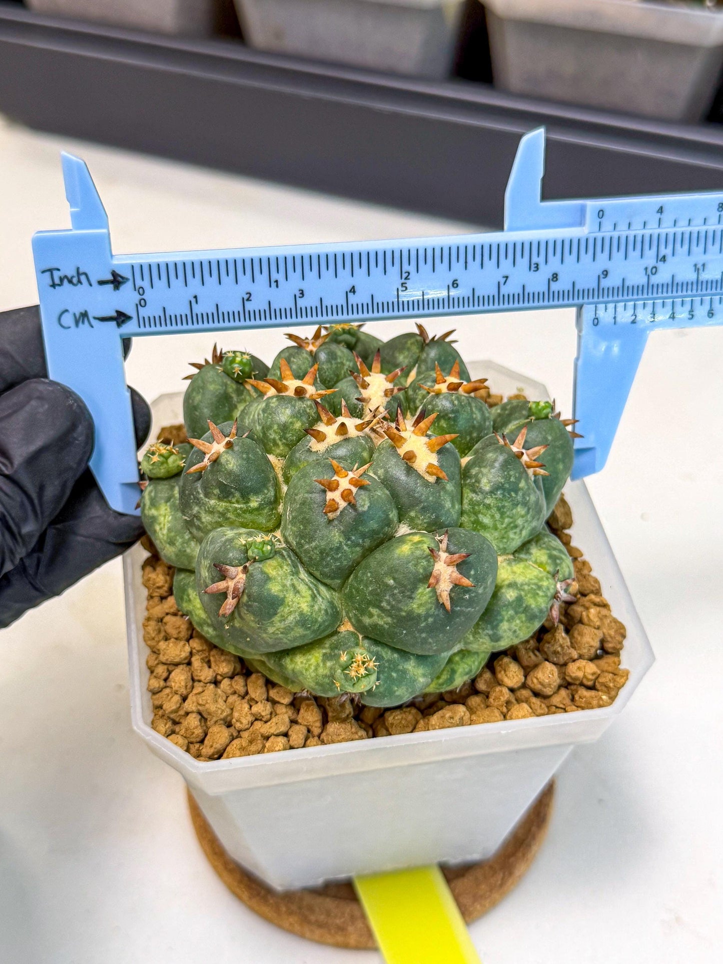 Coryphantha Tanshi (yy) | BEST to use Akadama clay to Grow