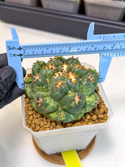 Coryphantha Tanshi (yy) | BEST to use Akadama clay to Grow