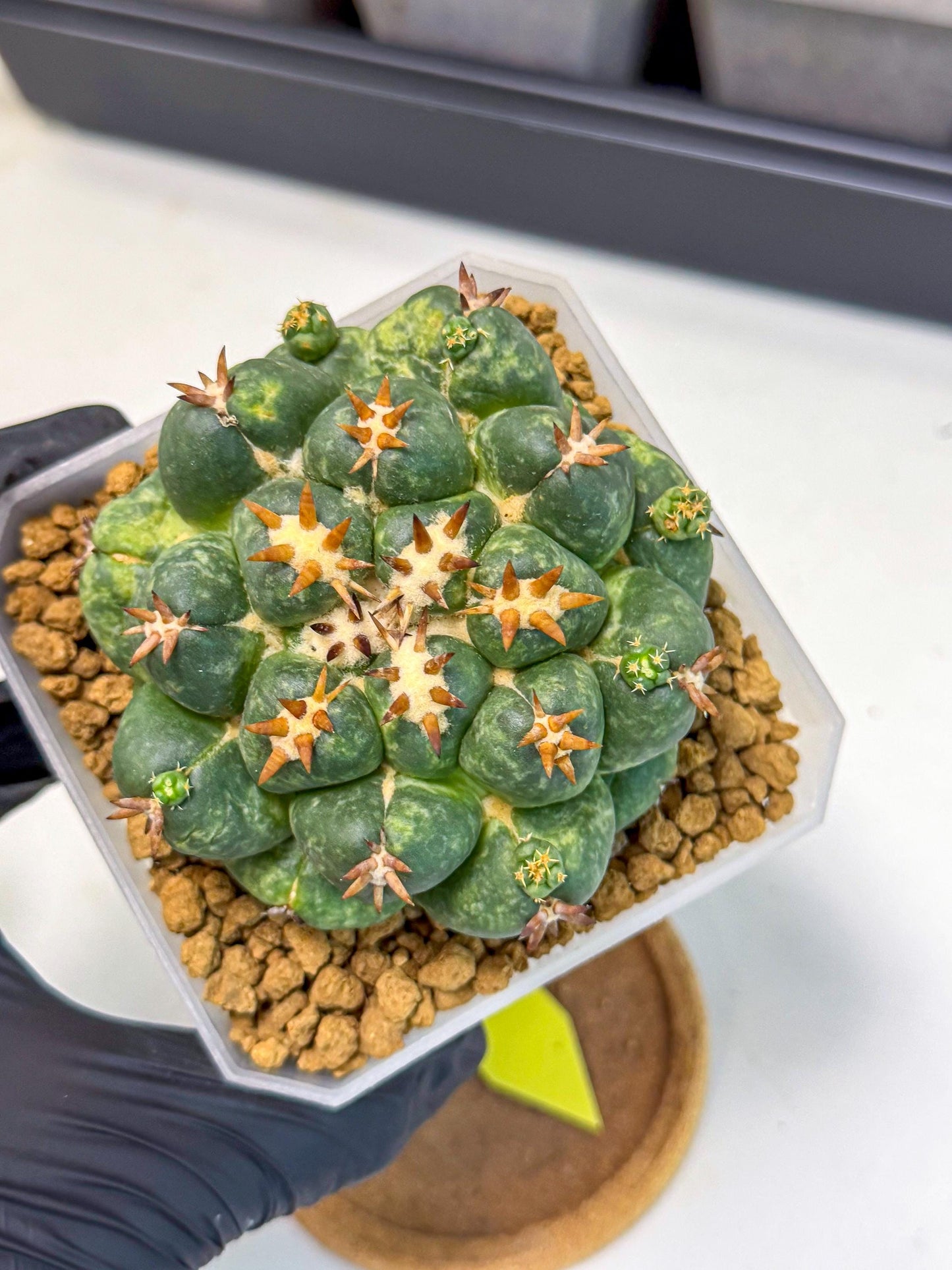 Coryphantha Tanshi (yy) | BEST to use Akadama clay to Grow