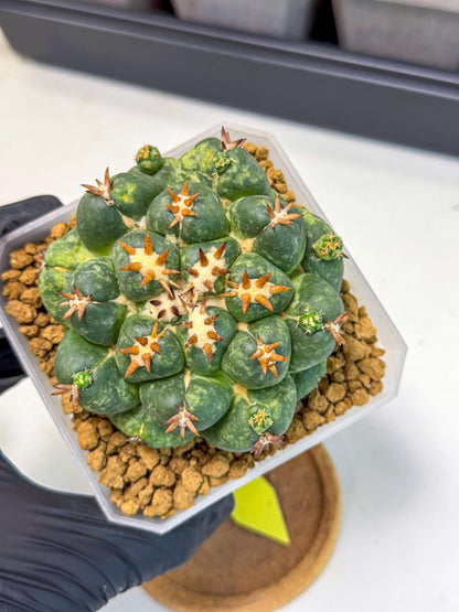 Coryphantha Tanshi (yy) | BEST to use Akadama clay to Grow