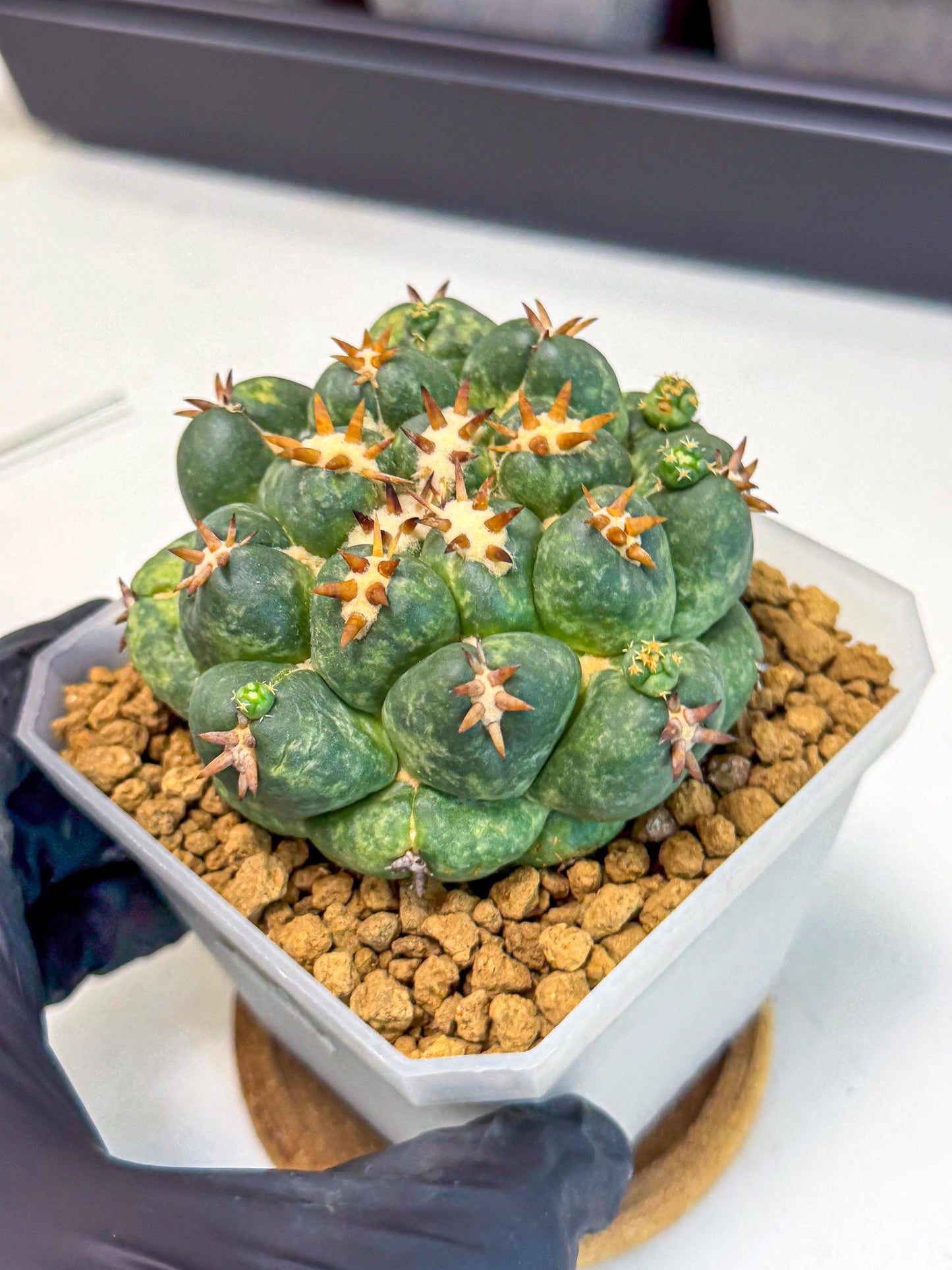 Coryphantha Tanshi (yy) | BEST to use Akadama clay to Grow