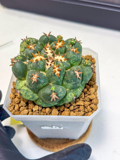 Coryphantha Tanshi (yy) | BEST to use Akadama clay to Grow