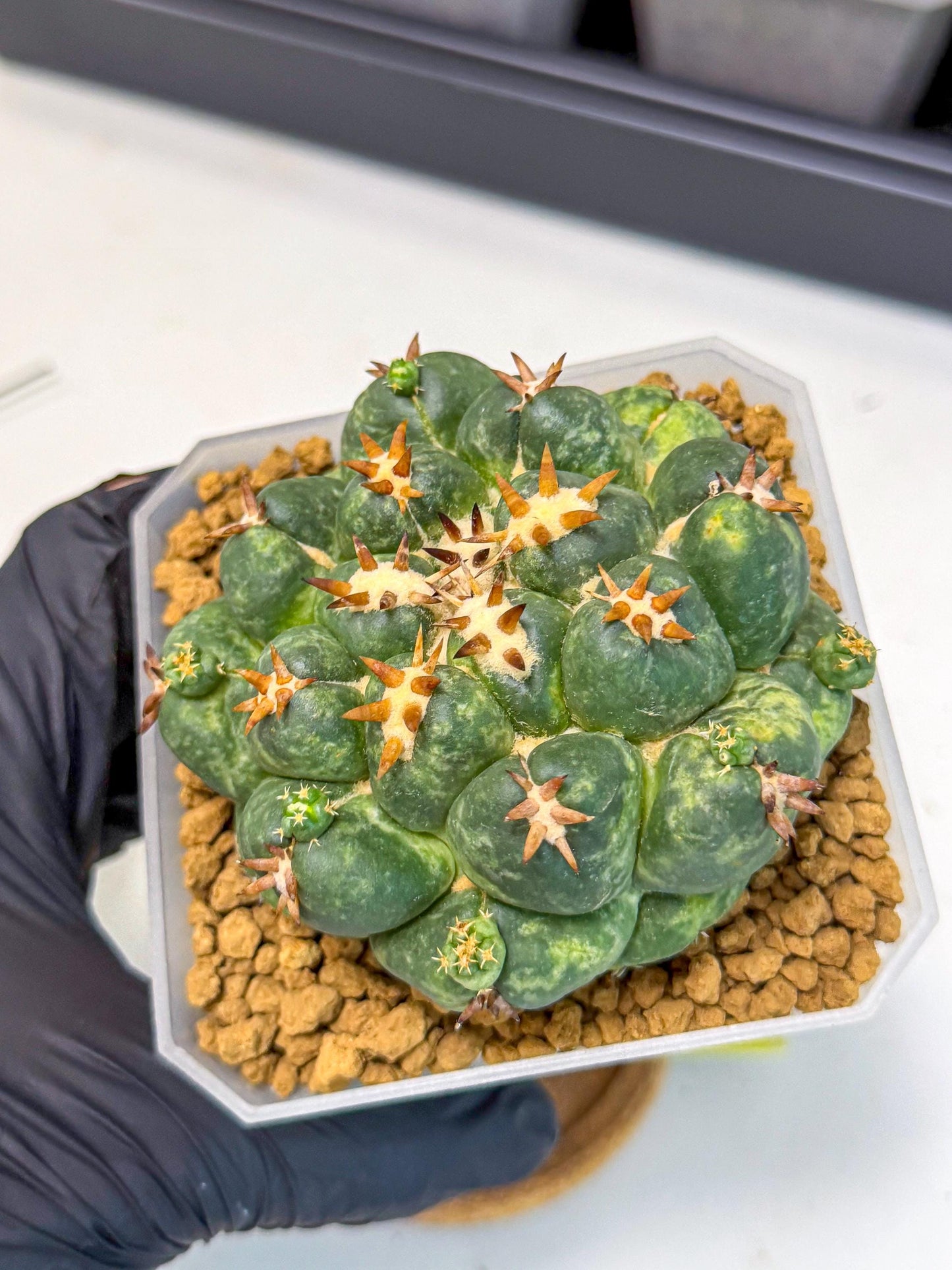 Coryphantha Tanshi (yy) | BEST to use Akadama clay to Grow