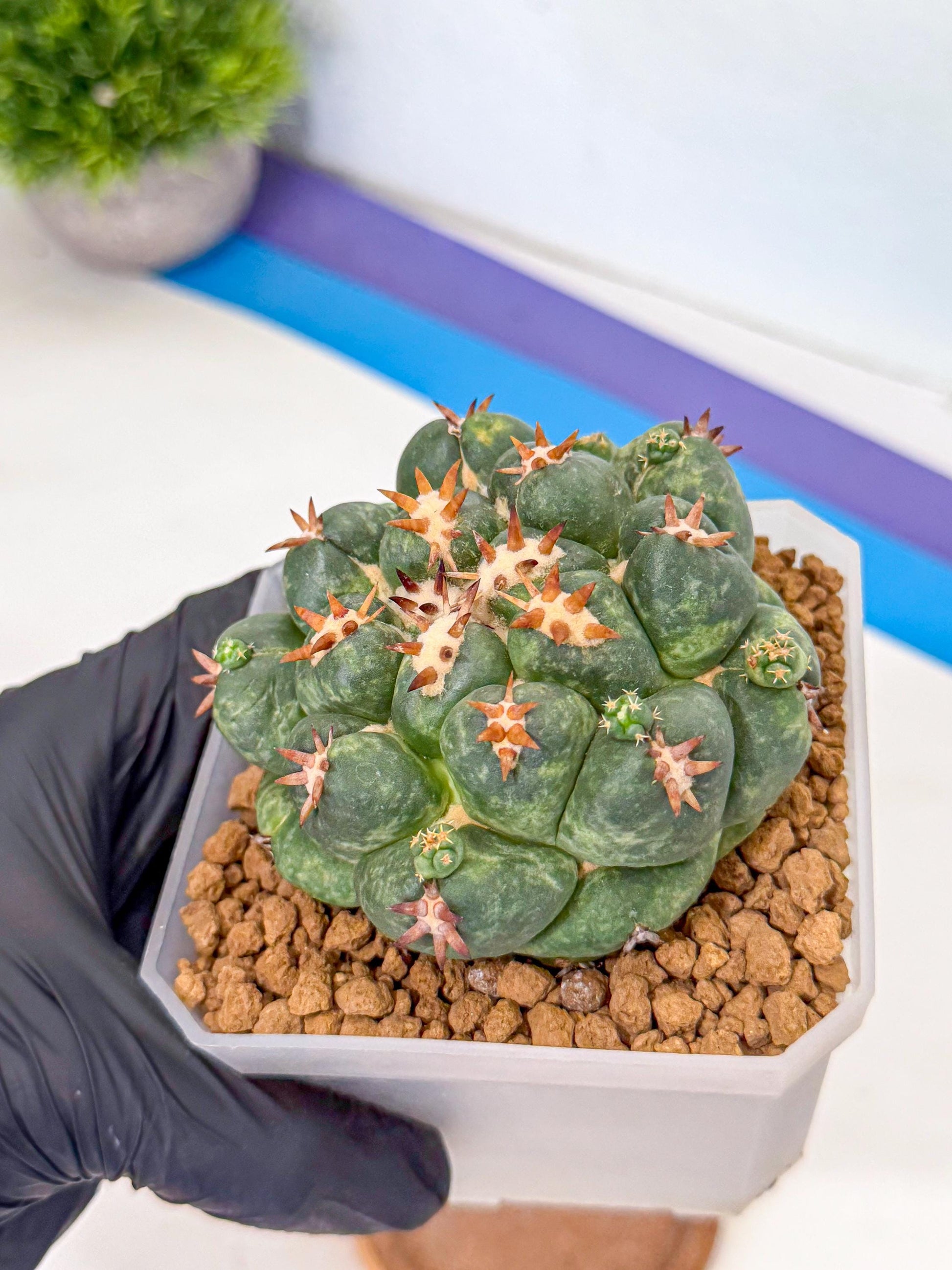 Coryphantha Tanshi (yy) | BEST to use Akadama clay to Grow