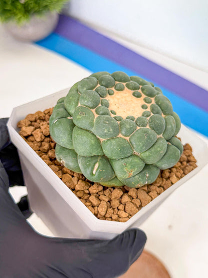 Cory Elephantidens Inermis (pp) | Imported Plants