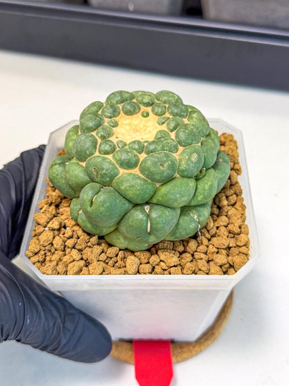 Cory Elephantidens Inermis (rr) | Imported Plants