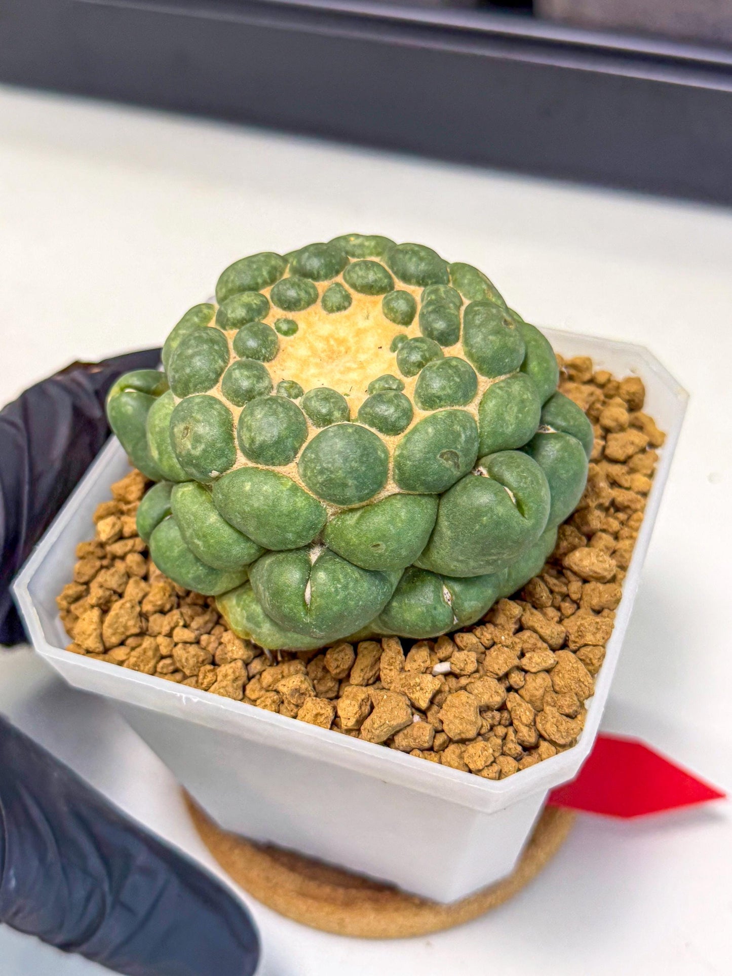 Cory Elephantidens Inermis (rr) | Imported Plants