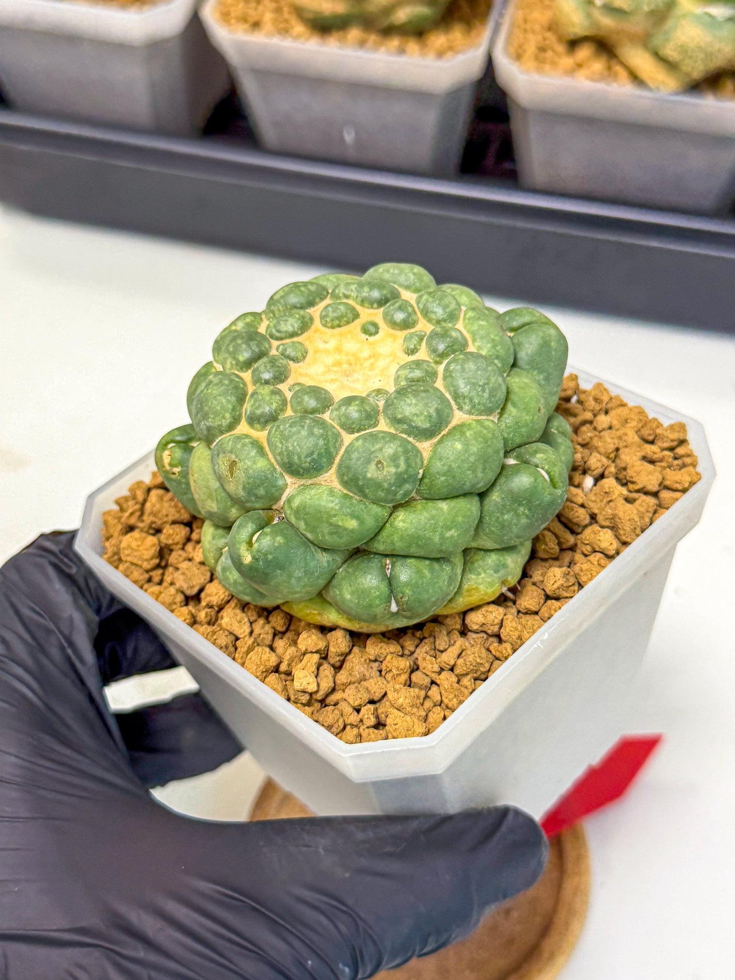 Cory Elephantidens Inermis (rr) | Imported Plants