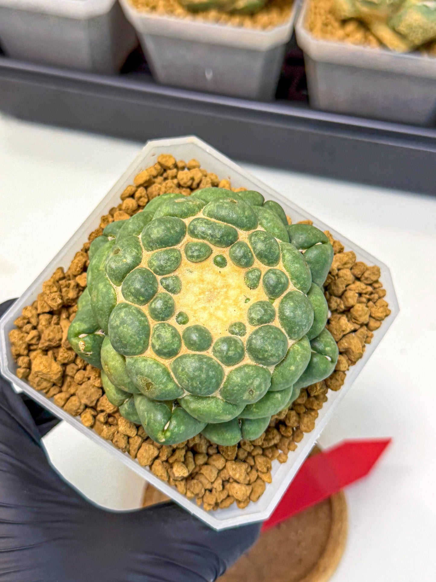 Cory Elephantidens Inermis (rr) | Imported Plants
