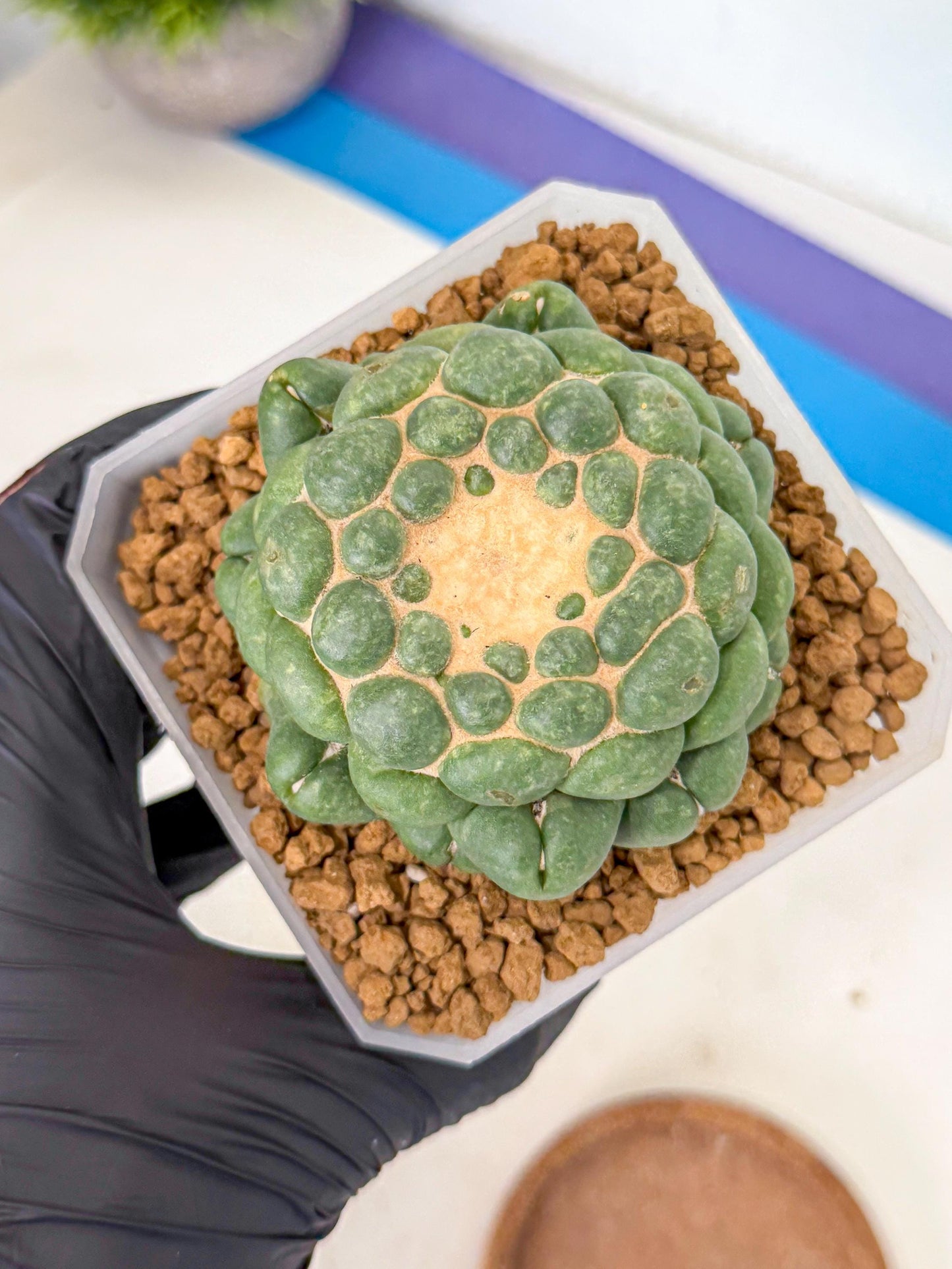 Cory Elephantidens Inermis (rr) | Imported Plants