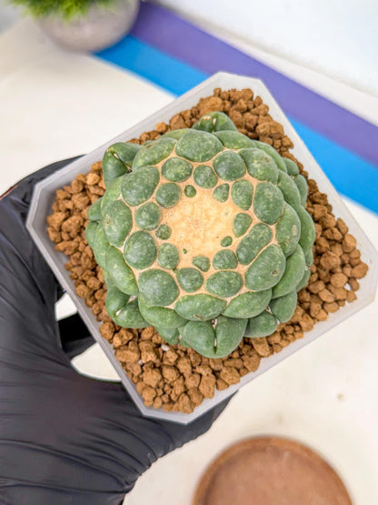 Cory Elephantidens Inermis (rr) | Imported Plants