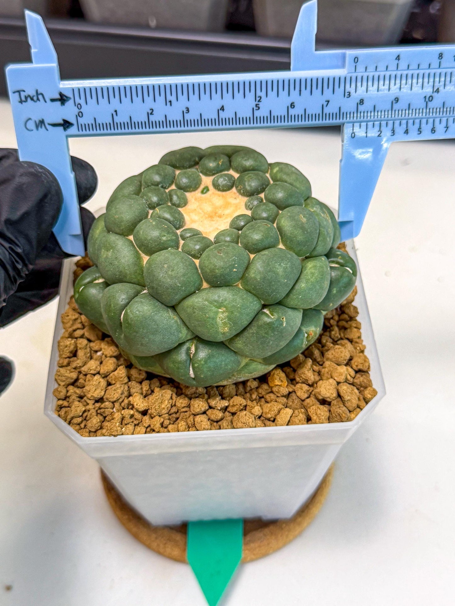 Cory Elephantidens Inermis (gg) | Imported Plants