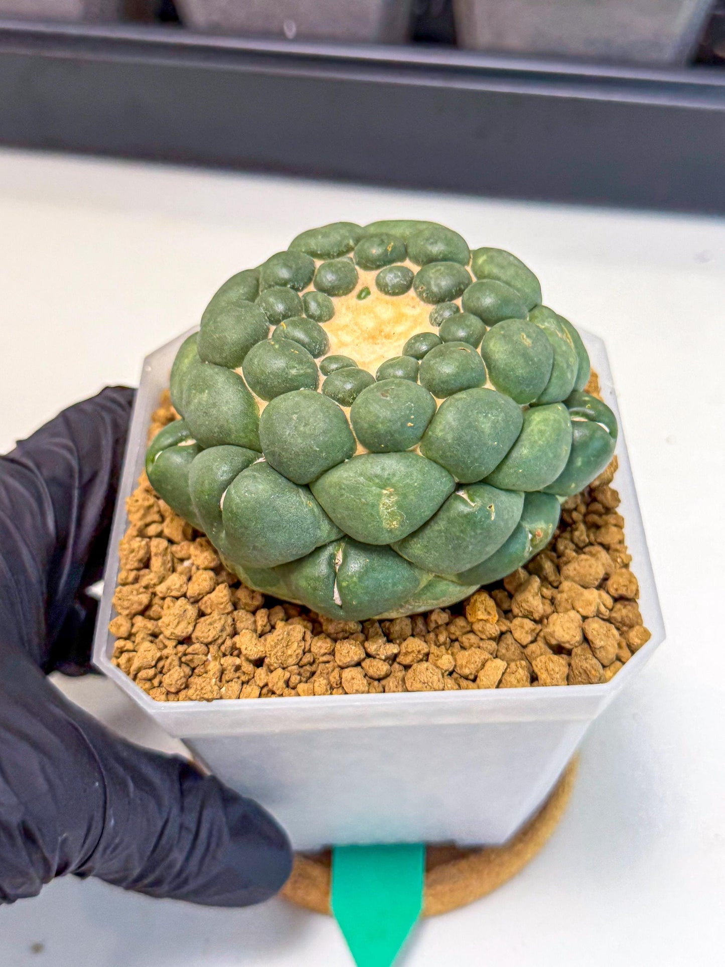 Cory Elephantidens Inermis (gg) | Imported Plants