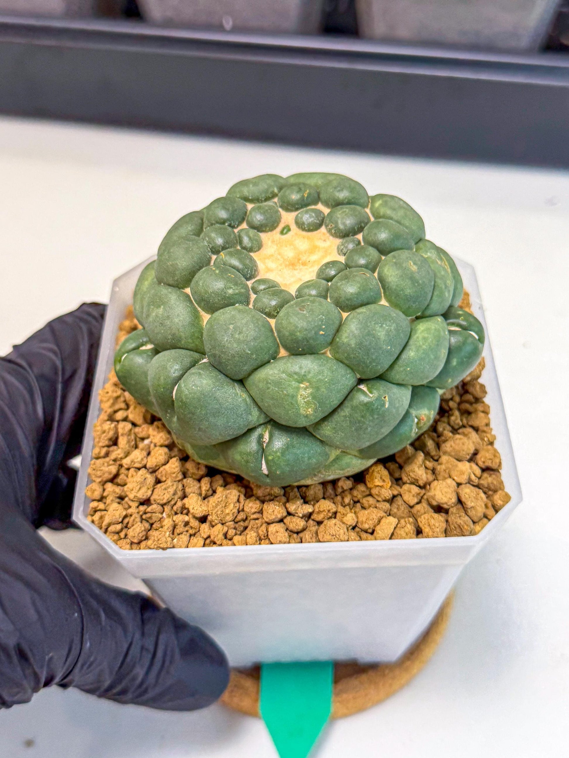 Cory Elephantidens Inermis (gg) | Imported Plants