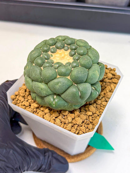 Cory Elephantidens Inermis (gg) | Imported Plants