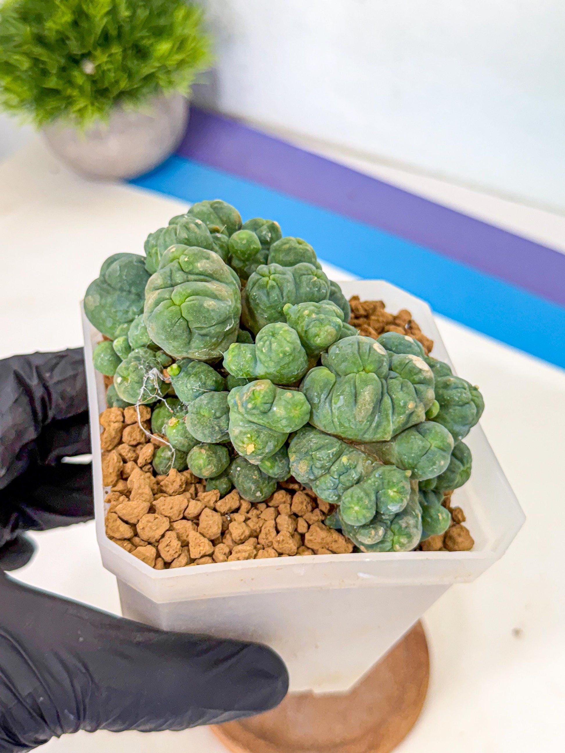 Mammillaria bocasana 'Fred' (rr) | Rare Plants