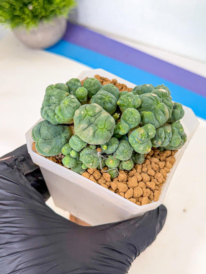 Mammillaria bocasana 'Fred' (rr) | Rare Plants