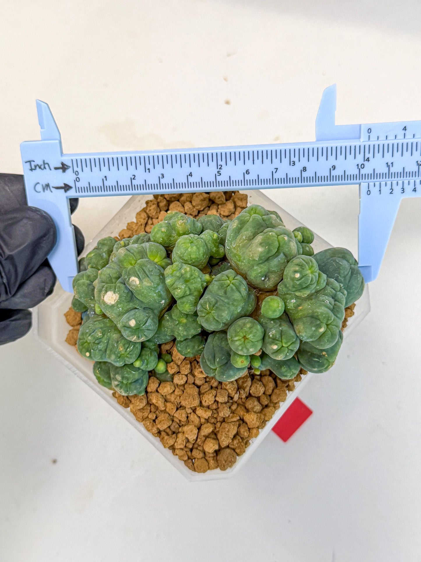 Mammillaria bocasana 'Fred' (rr) | Rare Plants