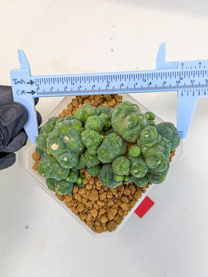 Mammillaria bocasana 'Fred' (rr) | Rare Plants
