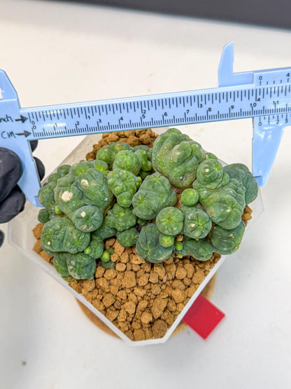 Mammillaria bocasana 'Fred' (rr) | Rare Plants