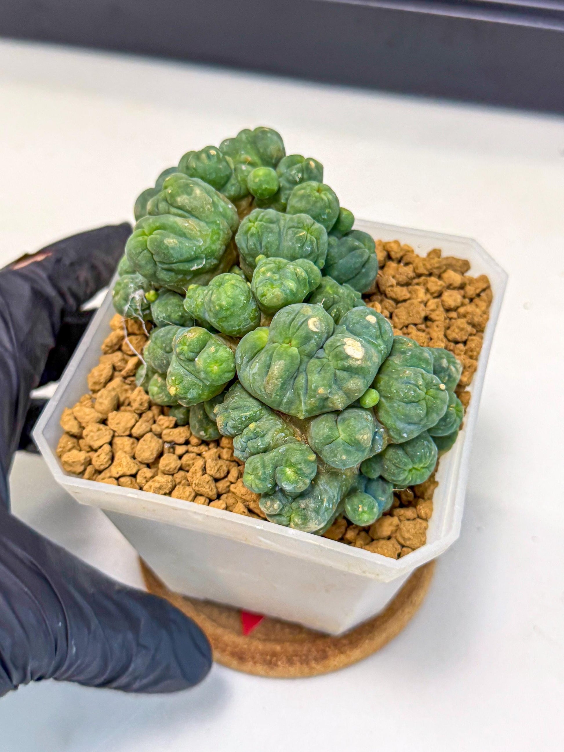 Mammillaria bocasana 'Fred' (rr) | Rare Plants