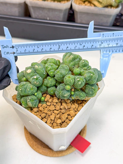 Mammillaria bocasana 'Fred' (rr) | Rare Plants