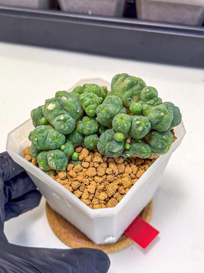 Mammillaria bocasana 'Fred' (rr) | Rare Plants