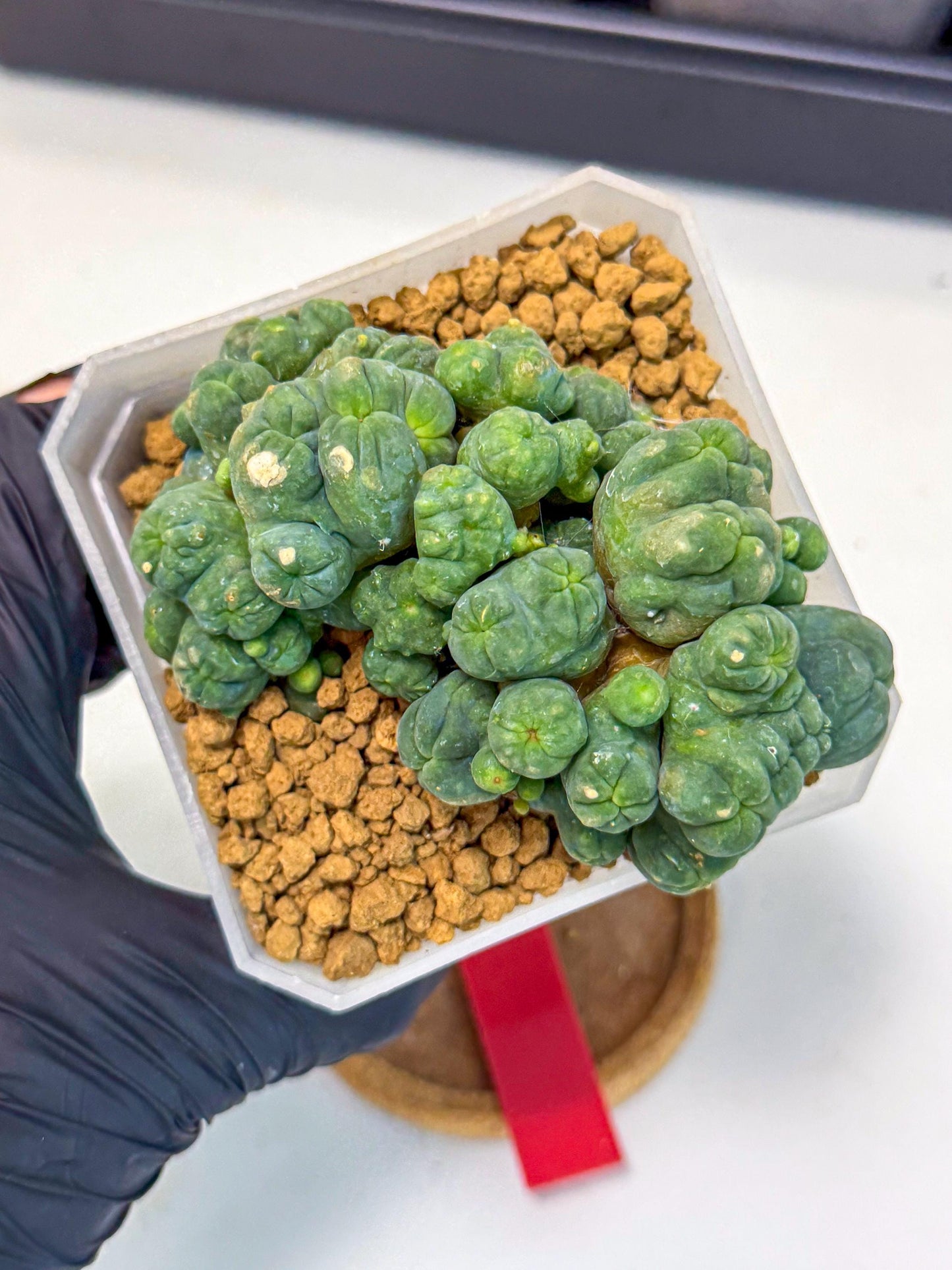 Mammillaria bocasana 'Fred' (rr) | Rare Plants