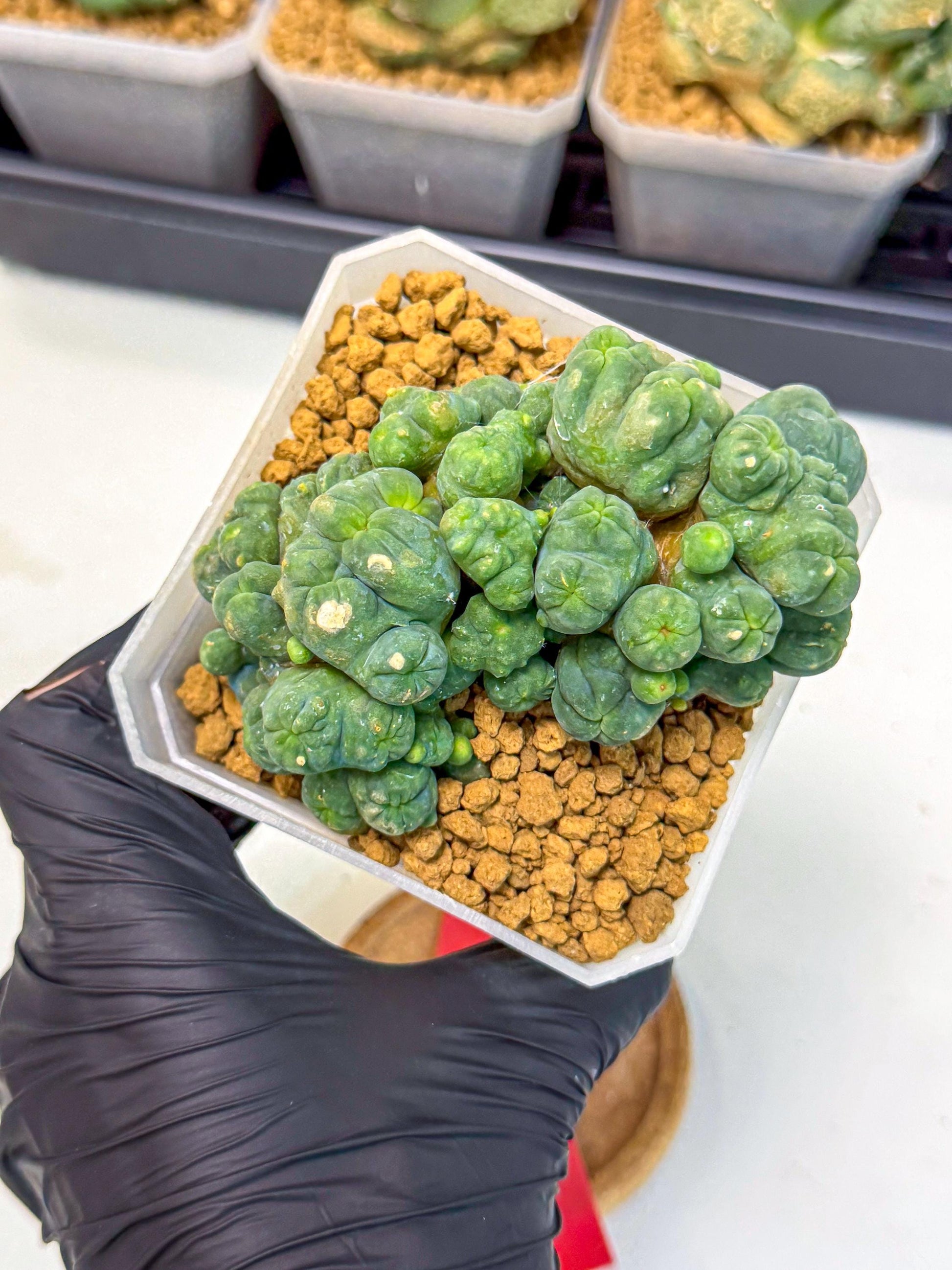 Mammillaria bocasana 'Fred' (rr) | Rare Plants