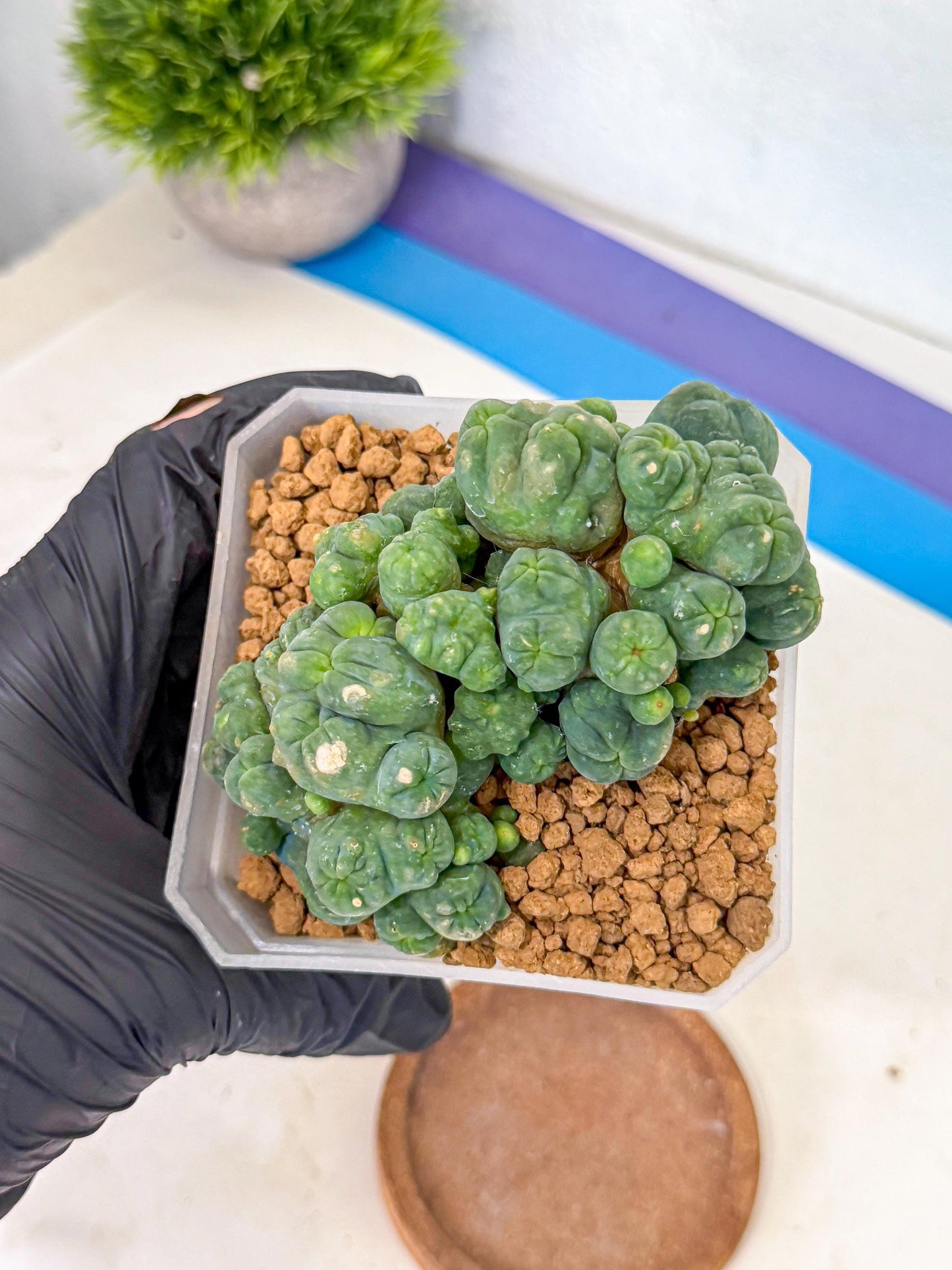 Mammillaria bocasana 'Fred' (rr) | Rare Plants