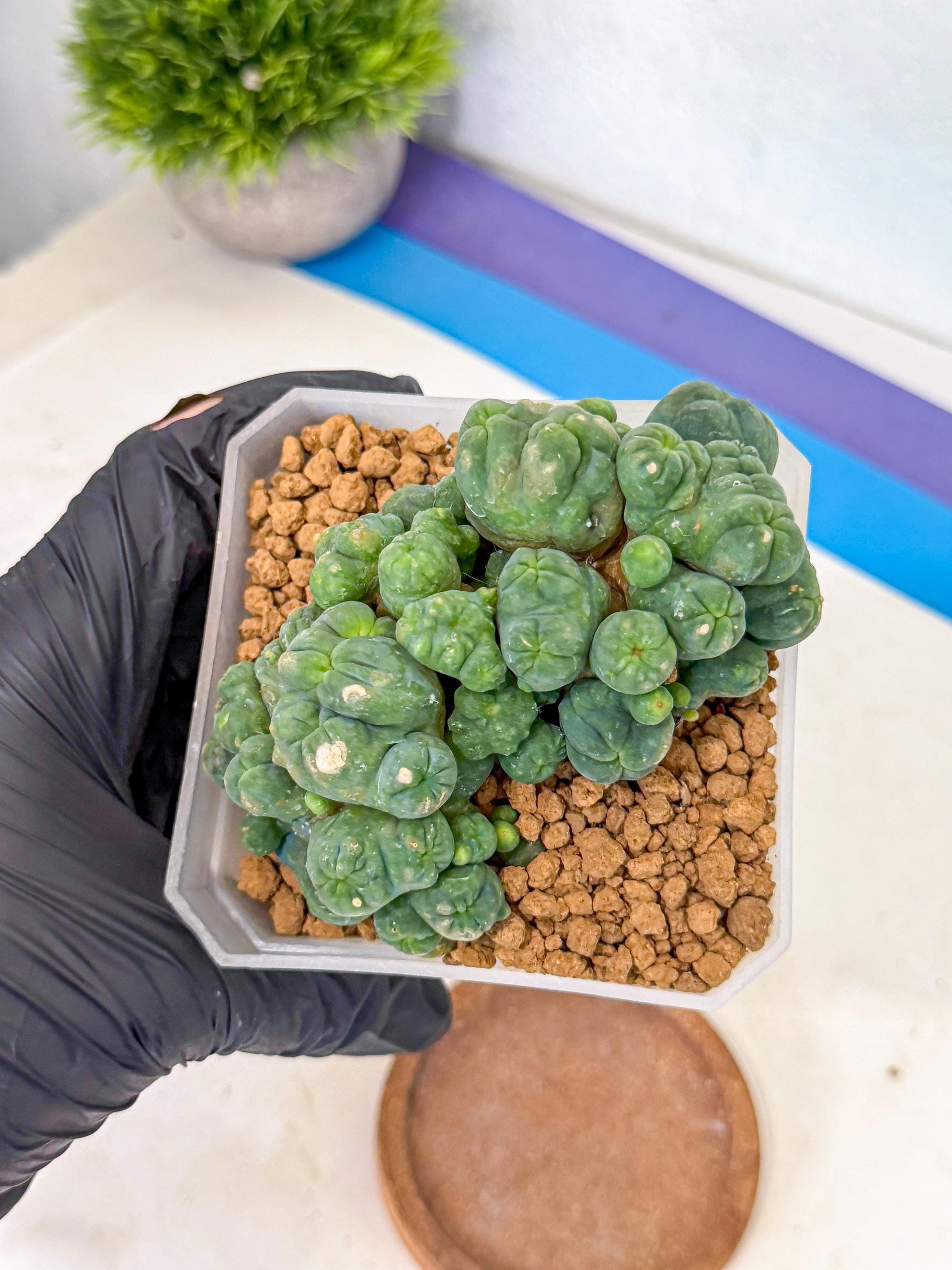 Mammillaria bocasana 'Fred' (rr) | Rare Plants